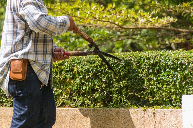 Garden Maintenance Holloway, N7
